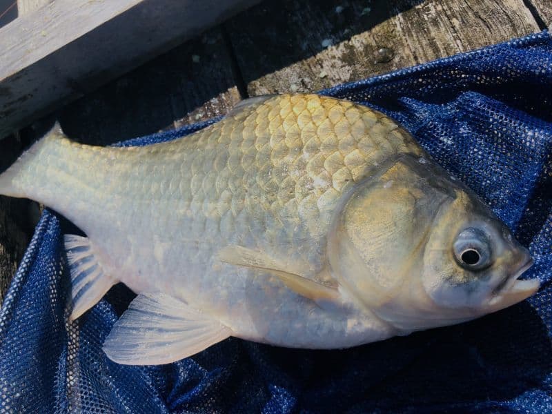 ヘラブナ釣り 佐屋川
