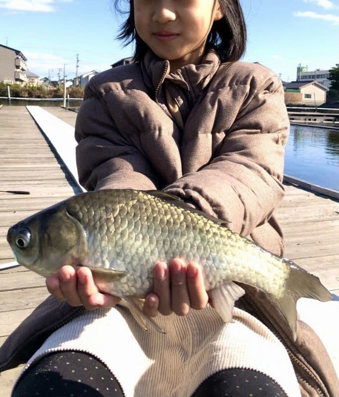 ヘラブナ釣り 佐屋川
